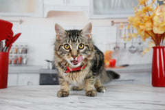 new Hartz Hairball Remedy Plus Salmon Flavored 2.5 Ounce (Pack of 1), HARTZ - KOEEK