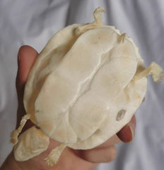Turtle Skeleton Animal Bones Fine Art Work. Tortoise Specimen Collection 07FC0E-D4 - KOEEK