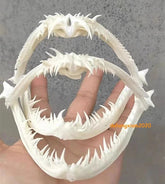 1PC Anglerfish Skull Specimen Skull Animal Fish Mouth Bone Collect Model 07FC0E-D4 - KOEEK