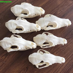 Real Fox Skull Taxidermy Bone Skeleton Halloween Fish Tank Decoration Gift 5Pcs 07FC0E-D4 - KOEEK