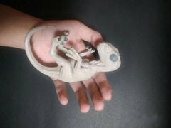 Velociraptor Dinosaur Embryo Model Unpainted Animal Plastic Figure Mini Statue 07FC0E-D4 - KOEEK