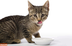 new Hartz Hairball Remedy Plus Salmon Flavored 2.5 Ounce (Pack of 1), HARTZ - KOEEK