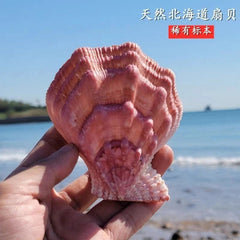 10-11CM Natural Rare Seashell Hokkaido Scallop Specimen Decoration 07FC0E-D4 - KOEEK