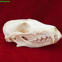Real Fox Skull Taxidermy Bone Skeleton Halloween Fish Tank Decoration Gift 5Pcs 07FC0E-D4 - KOEEK