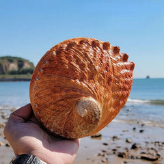 1 piece natural large conch sea abalone shell sample collection aquarium art 07FC0E-D4 - KOEEK