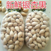 500g Ginkgo Nuts Premium Raw Ginkgo Nuts Harvested 07FC0E-D4 - KOEEK
