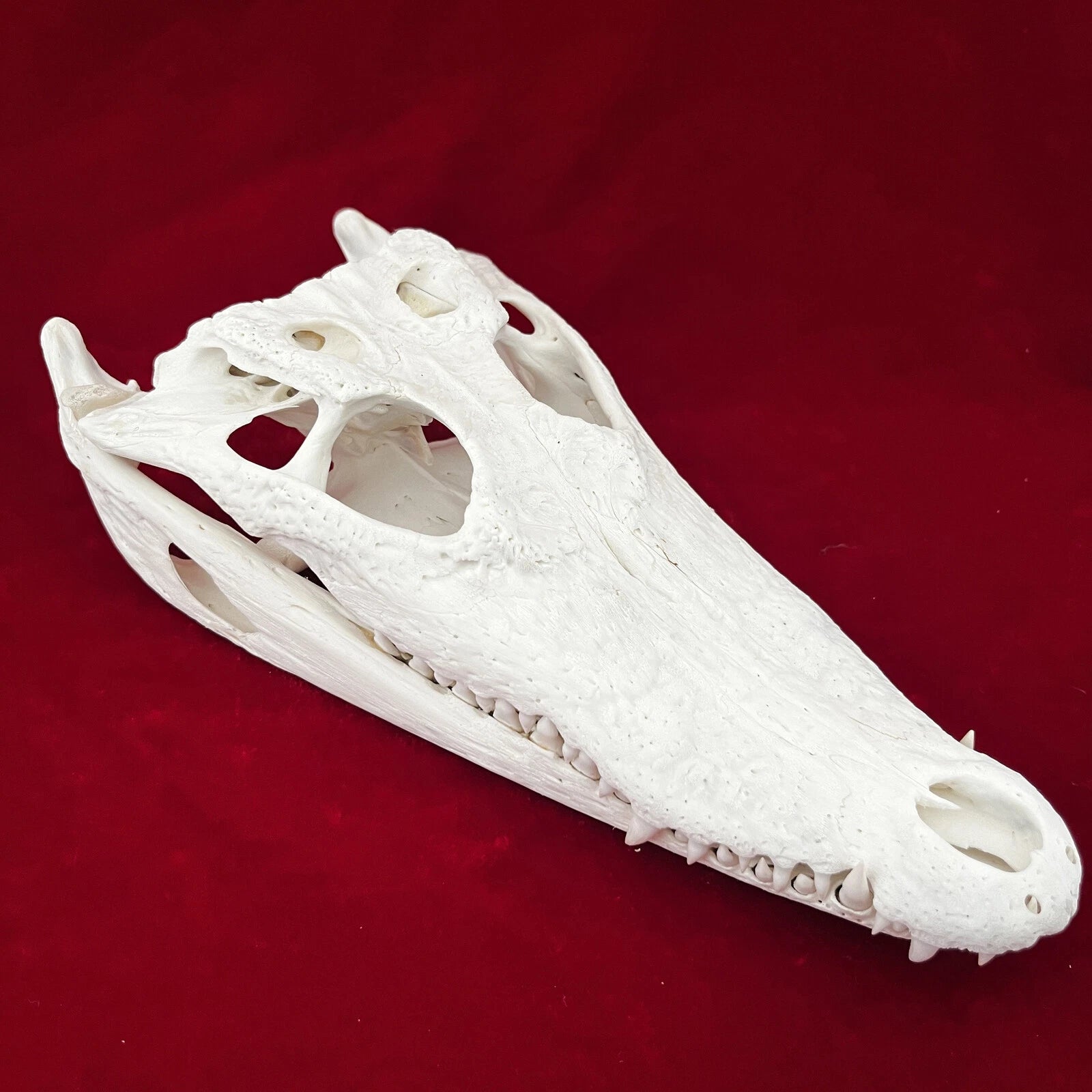 1PC Crocodile Head Skull Specimen Skeleton Animal Specimen Decor Collection 07FC0E-D4 - KOEEK