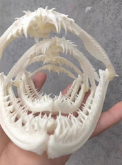1PC Anglerfish Skull Specimen Skull Animal Fish Mouth Bone Collect Model 07FC0E-D4 - KOEEK