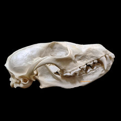Natural Fox Skull Specimen Skeleton Feng Shui Ornament Animal Teeth Collection 07FC0E-D4 - KOEEK