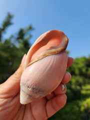 2pcs Ocean Sea 8-9cm Natural Pink Ear Conch Shell Shell Ornament 07FC0E-D4 - KOEEK