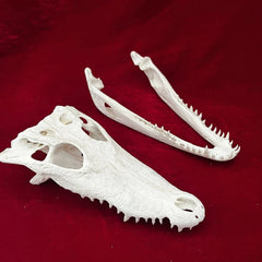 Crocodile Head Skull Specimen Skeleton Animal Specimen Decor Collection 1pc 07FC0E-D4 - KOEEK