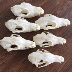10pcs Real Fox Skull Taxidermy Bone Skeleton Halloween Fish Tank Decoration 07FC0E-D4 - KOEEK