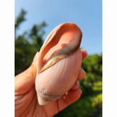 2pcs Ocean Sea 8-9cm Natural Pink Ear Conch Shell Shell Ornament 07FC0E-D4 - KOEEK