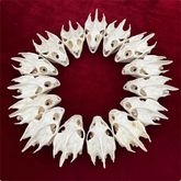 10PCS Turtle Skull Crafts Education Animal Specimen Crafts Bone Ornament Gifts 07FC0E-D4 - KOEEK