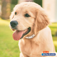 new Hartz UltraGuard Flea & Tick Collar for Dogs and 26 Inch (Pack of 1), White HARTZ - KOEEK