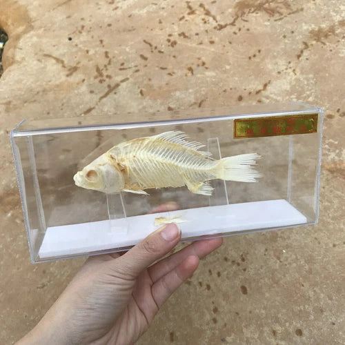 1 Pcs Taxidermy Fish Skull Specimen Real Collection Teaching Model 07FC0E-D4 - KOEEK