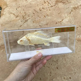 1 Pcs Taxidermy Fish Skull Specimen Real Collection Teaching Model 07FC0E-D4 - KOEEK