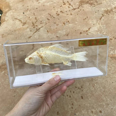 1 Pcs Taxidermy Fish Skull Specimen Real Collection Teaching Model 07FC0E-D4 - KOEEK