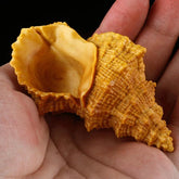 8 X 5 X 4.5 CM Carved Boxwood Carving Figurine Netsuke - Conch 07FC0E-D4 - KOEEK