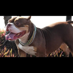 4 Colors 10mm Pet P Choke Chain Training Dog Collar Stainless Steel Dog Supplies 07FC0E-D4 - KOEEK