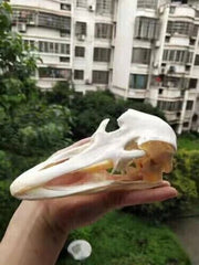 Ostrich Head Skull Medical Research Animal Skeleton Specimens Ornament Collect 07FC0E-D4 - KOEEK