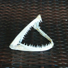 1Pcs Real skull Anglerfish Fish mouth skull Animal skull specimen 07FC0E-D4 - KOEEK