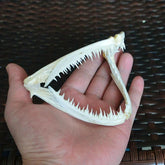 1Pcs Real skull Anglerfish Fish mouth skull Animal skull specimen 07FC0E-D4 - KOEEK