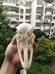 Ostrich Head Skull Medical Research Animal Skeleton Specimens Ornament Collect 07FC0E-D4 - KOEEK
