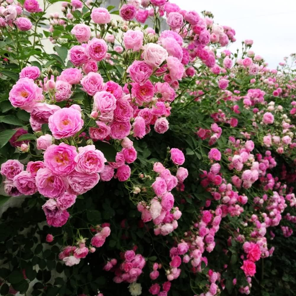 used 200+ Mix Climbing Rose Seeds for Planting Outdoors 07FC0E-D4 - KOEEK