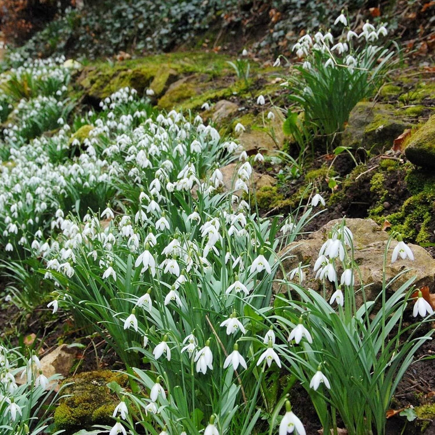 used CHUXAY GARDEN Snowdrop Flower Seed 400 Seeds Galanthus Nivalis Plant White