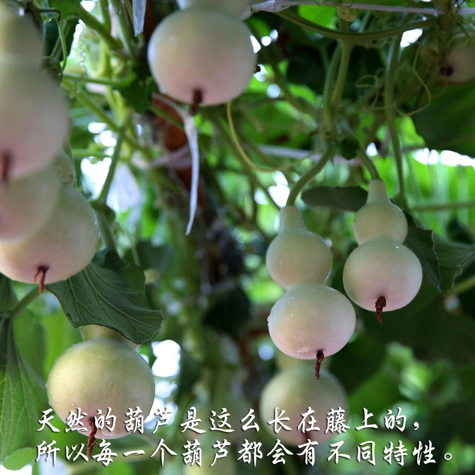 Natural Gourd Car Hanging Ornament Tassel Rearview Mirror Peace Charm Decor 07FC0E-D4 - KOEEK
