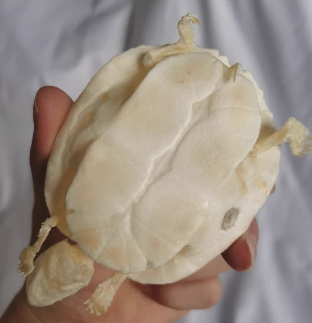 Turtle Skeleton Animal Bones Fine Art Work. Tortoise Specimen Collection 07FC0E-D4 - KOEEK