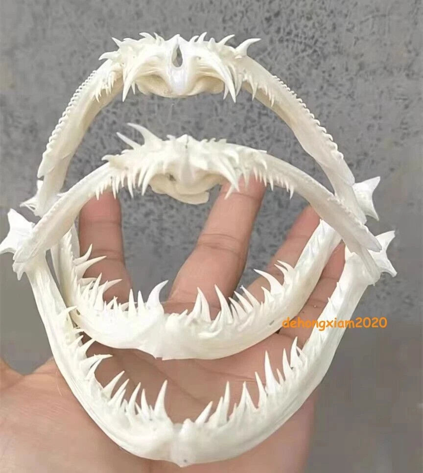 1PC Anglerfish Skull Specimen Skull Animal Fish Mouth Bone Collect Model 07FC0E-D4 - KOEEK