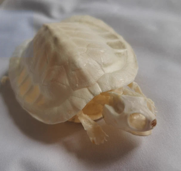 Turtle Skeleton Animal Bones Fine Art Work. Tortoise Specimen Collection 07FC0E-D4 - KOEEK