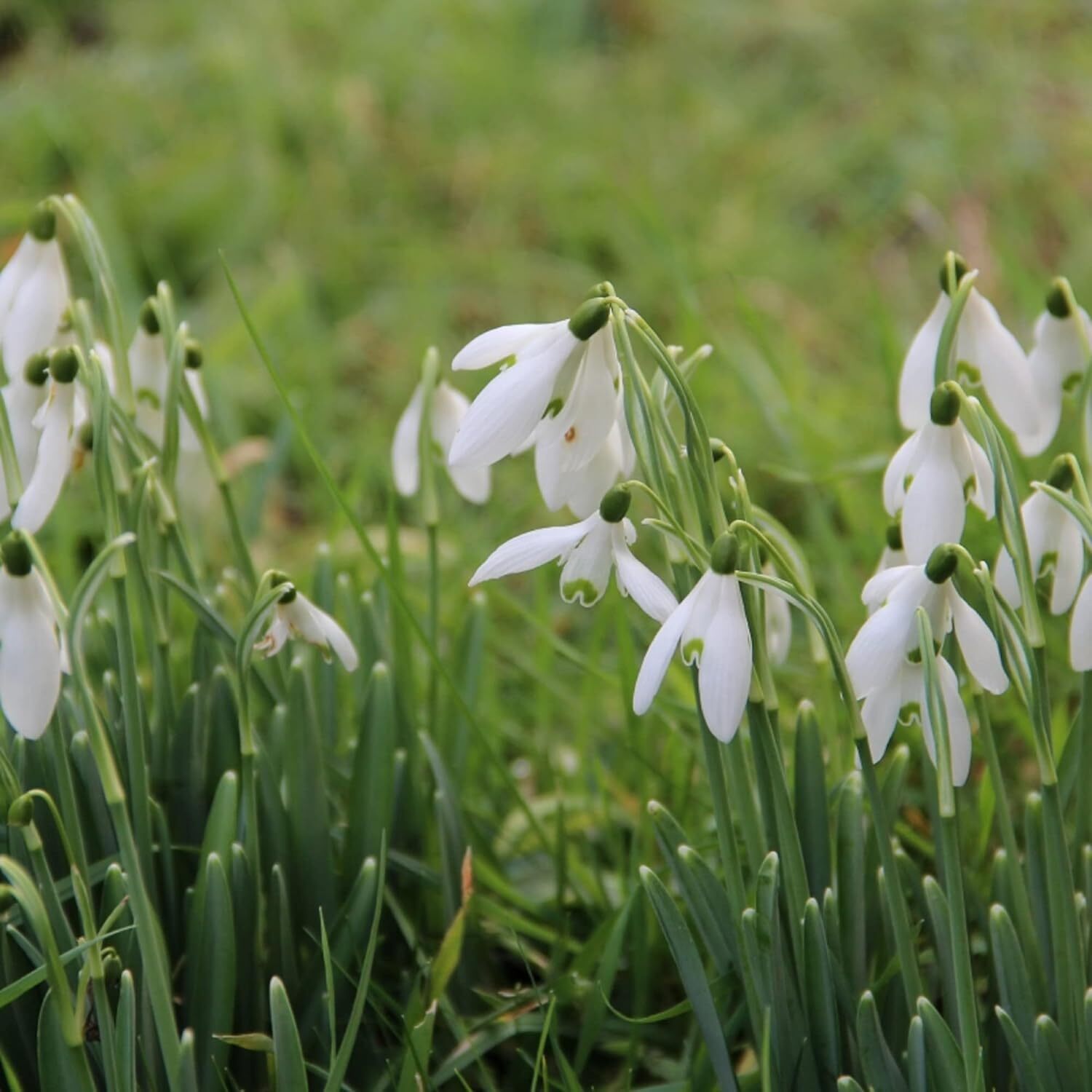 used CHUXAY GARDEN Snowdrop Flower Seed 400 Seeds Galanthus Nivalis Plant White CHUXAY GARDEN - KOEEK