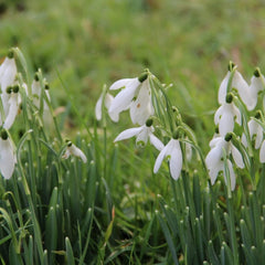used CHUXAY GARDEN Snowdrop Flower Seed 400 Seeds Galanthus Nivalis Plant White CHUXAY GARDEN - KOEEK