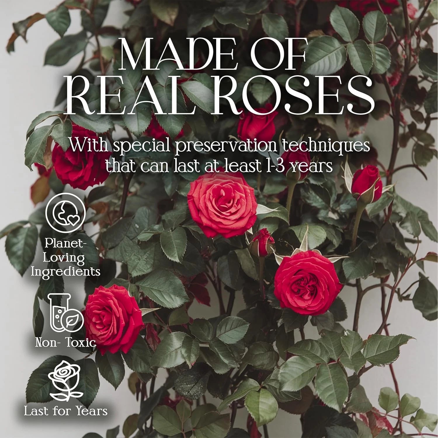 Boxed Preserved Roses - A Gift for Her, Your Wife, or Mother Red - 16 Pieces 07FC0E-D4 - KOEEK