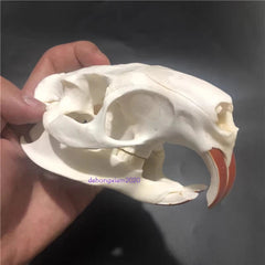 Natural Beaver Head Skull Specimen Skeleton Collection Feng Shui Animal Model 07FC0E-D4 - KOEEK