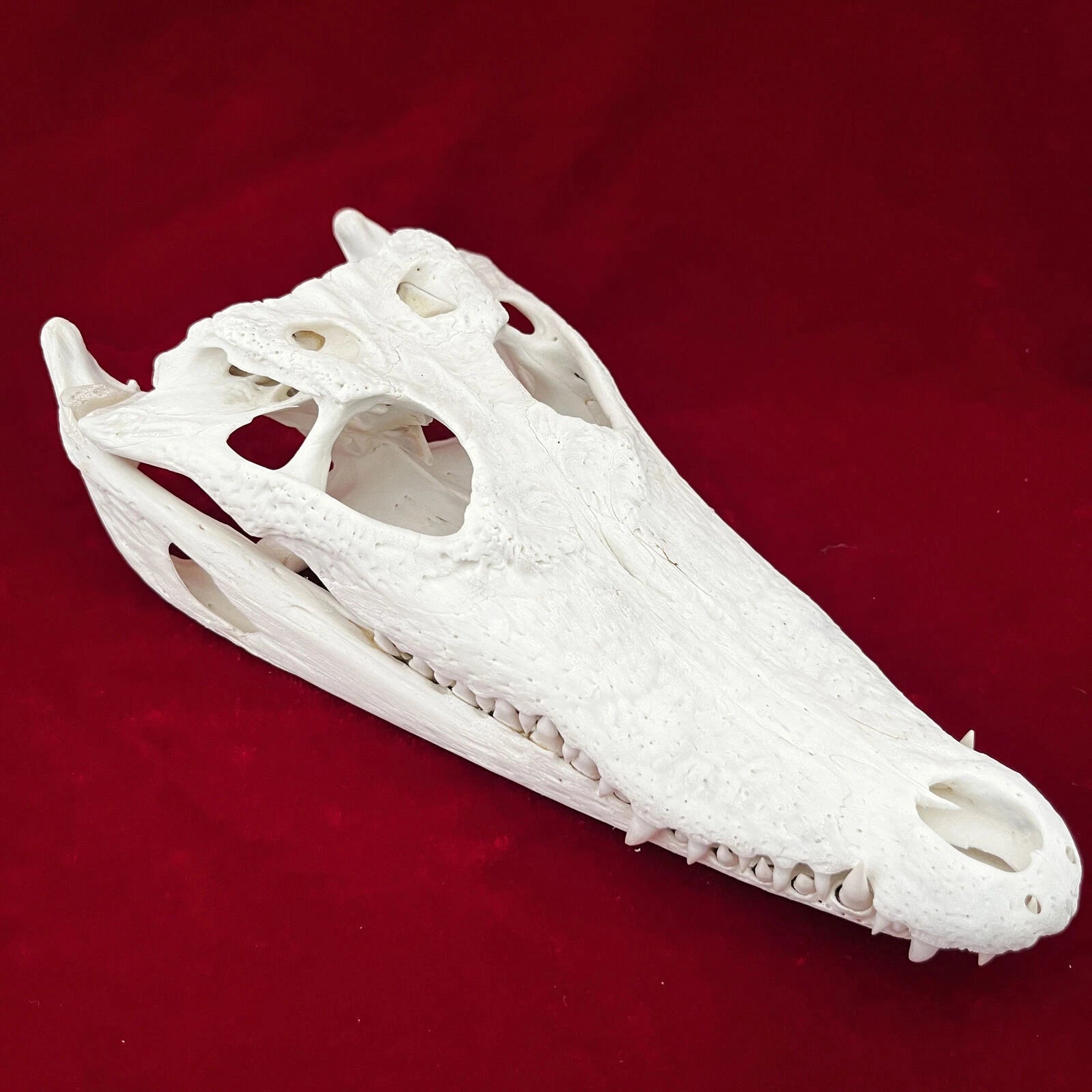 Crocodile Head Skull Specimen Skeleton Animal Specimen Decor Collection 1pc 07FC0E-D4 - KOEEK