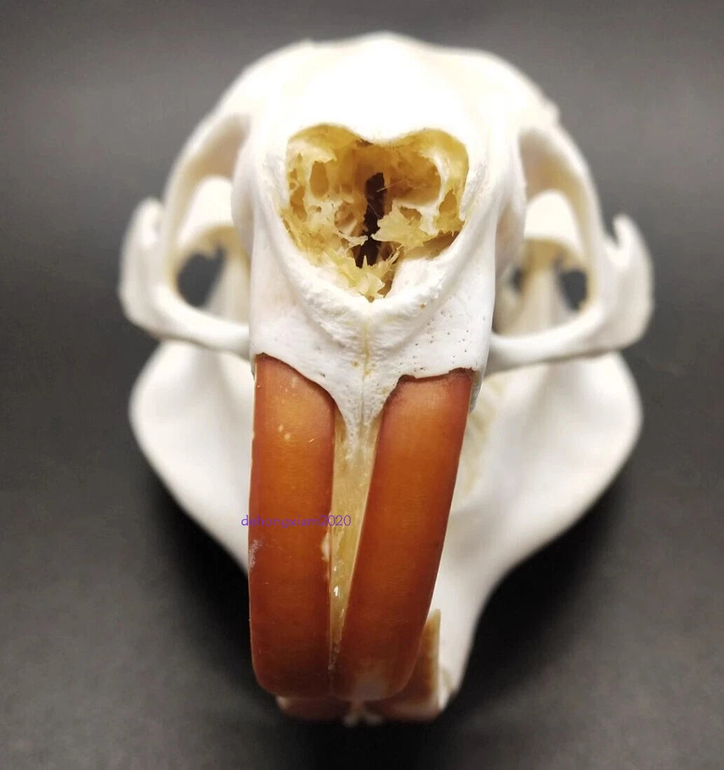 Natural Beaver Head Skull Specimen Skeleton Collection Feng Shui Animal Model 07FC0E-D4 - KOEEK
