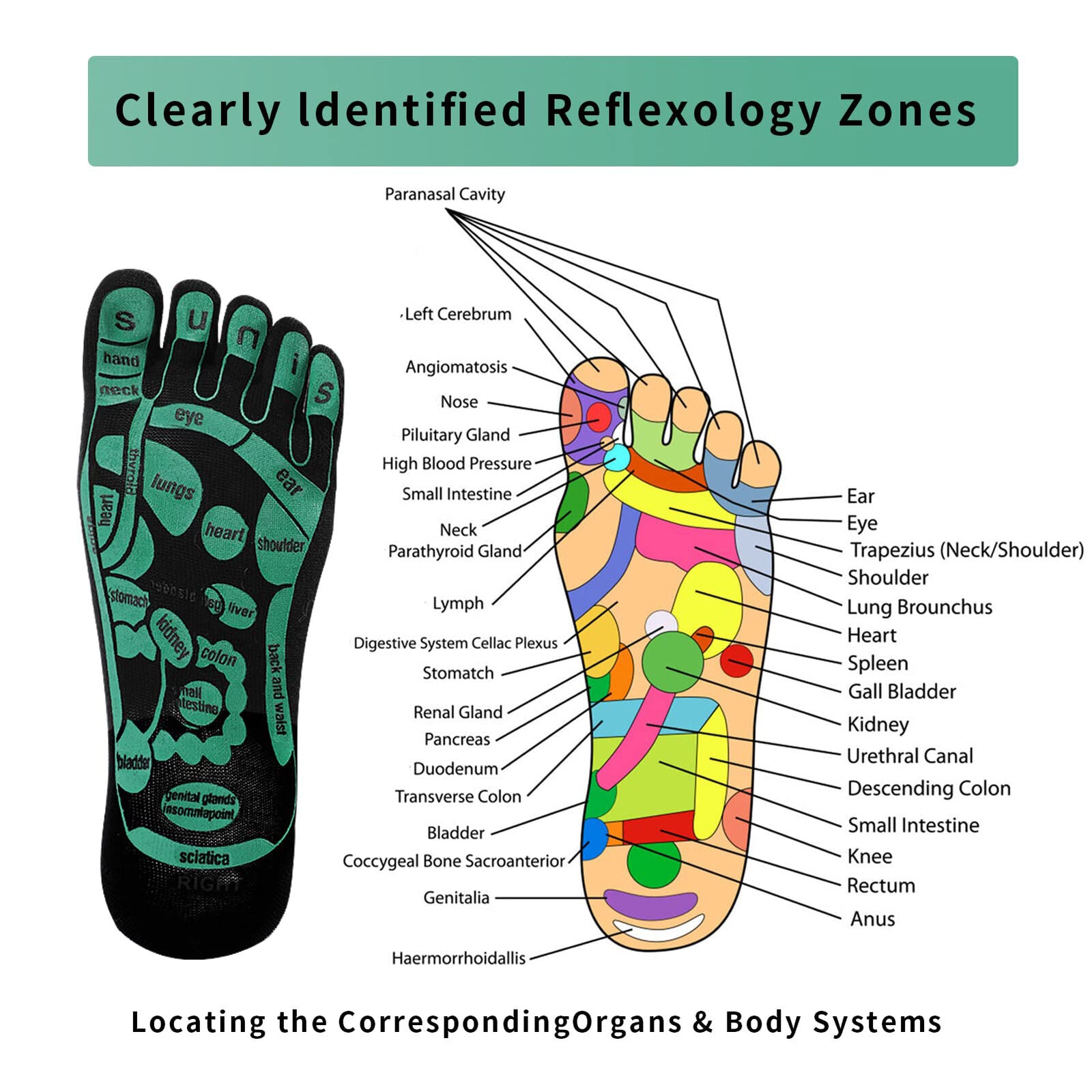 new Acupressure Reflexology Socks for Feet Massage Reflection Area Schematic Socks koeek - KOEEK