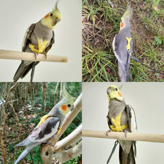 new Bird Harness with Buckle Clip and a Leash, Easy to Wear for S, Yellow 07FC0E-D4 - KOEEK