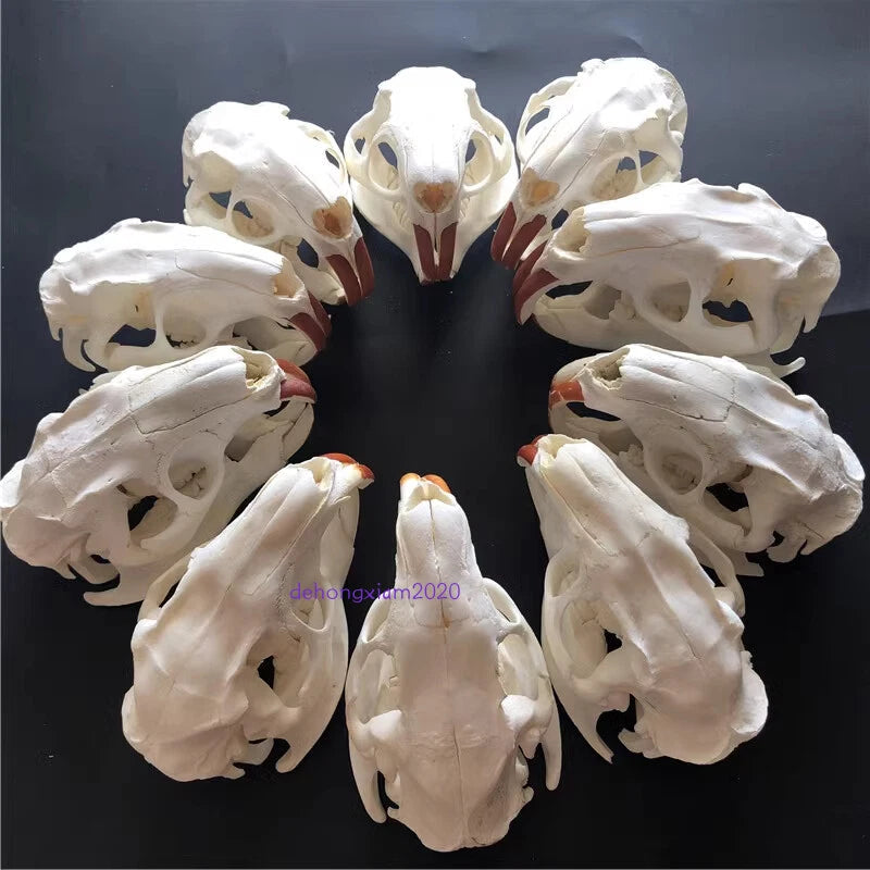 Natural Beaver Head Skull Specimen Skeleton Collection Feng Shui Animal Model 07FC0E-D4 - KOEEK