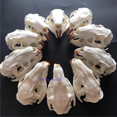 Natural Beaver Head Skull Specimen Skeleton Collection Feng Shui Animal Model 07FC0E-D4 - KOEEK