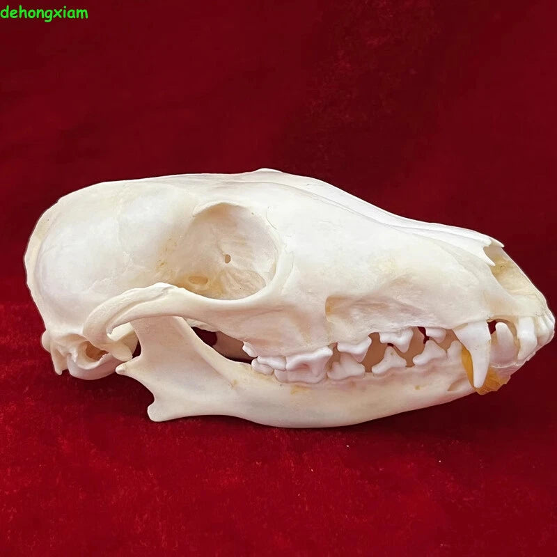 Real Fox Skull Taxidermy Bone Skeleton Halloween Fish Tank Decoration Gift 5Pcs 07FC0E-D4 - KOEEK