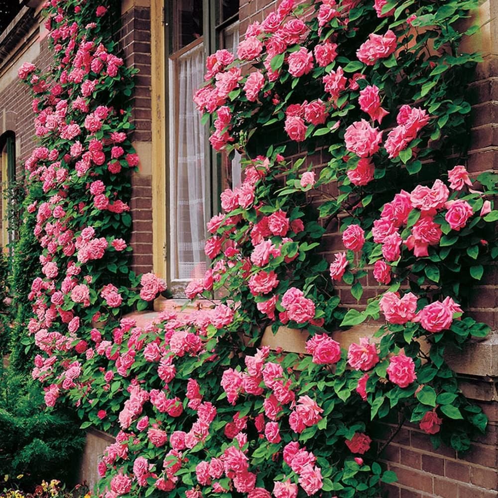 used 200+ Mix Climbing Rose Seeds for Planting Outdoors 07FC0E-D4 - KOEEK