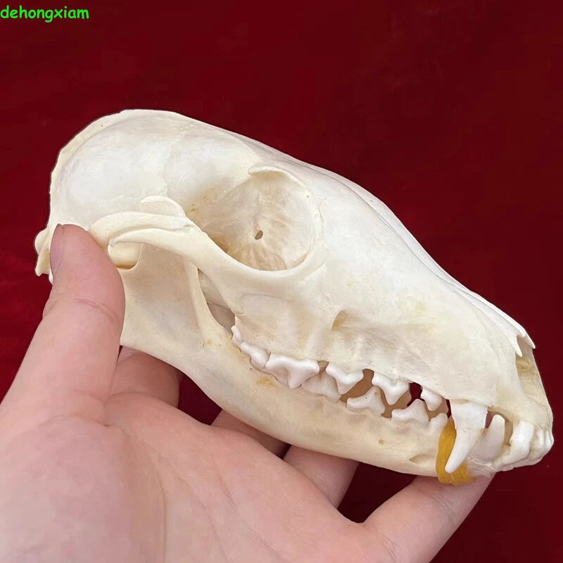 Real Fox Skull Taxidermy Bone Skeleton Halloween Fish Tank Decoration Gift 5Pcs 07FC0E-D4 - KOEEK