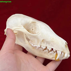 Real Fox Skull Taxidermy Bone Skeleton Halloween Fish Tank Decoration Gift 5Pcs 07FC0E-D4 - KOEEK
