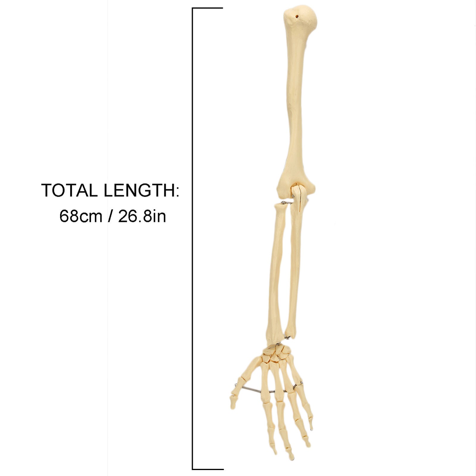 ny menneskelig håndbeinmodell Benmodell for øvre lemmer for undervisning demonstrasjon U