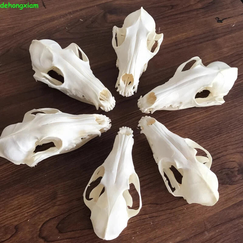 Real Fox Skull Taxidermy Bone Skeleton Halloween Fish Tank Decoration Gift 5Pcs 07FC0E-D4 - KOEEK